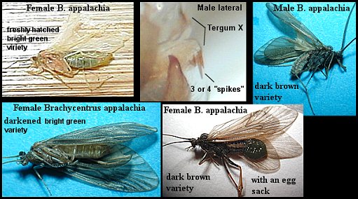 Aquatic insect, Brachycentrus appalachia, Apple Caddis, Delaware, river, fly fishing, identification, mayflies, caddisflies, stoneflies.