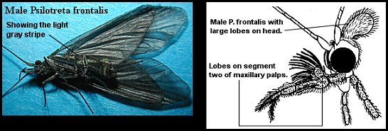 Aquatic insect, Psilotreta frontalis, Black Caddis, Delaware, river, fly fishing identification, mayflies, caddisflies, stoneflies.