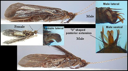 Aquatic insect, Mystacides sepulchralis, Black Dancer, Delaware, river, fly fishing identification, mayflies, caddisflies, stoneflies.