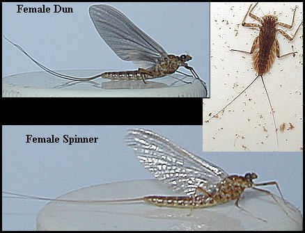 Aquatic insect, Epeorus pleuralis, Quill Gordon, insect identification, Delaware, river, fly fishing, identification, mayflies, caddisflies, stoneflies.