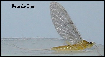 Aquatic insect, Leucrocuta hebe, Sulphur, insect identification, Delaware, river, fly fishing, identification, mayflies, caddisflies, stoneflies.