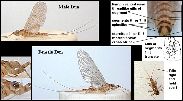 Aquatic insect, Stenonema ithaca, Light Cahill, insect identification, Delaware, river, fly fishing, identification, mayflies, caddisflies, stoneflies.