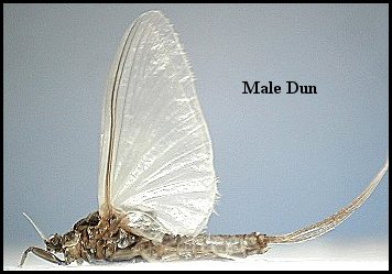 Aquatic insect, Brachycercus lacustris, Little Black and Gray, insect identification, Delaware, river, fly fishing, identification, mayflies, caddisflies, stoneflies.