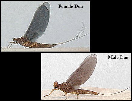 Aquatic insect, Ephemerella needhami, Blue Winged Olive, insect identification, Delaware, river, fly fishing, identification, mayflies, caddisflies, stoneflies.