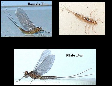 Aquatic insect, Baetis tricaudatus, Blue Winged Olive, insect identification, Delaware, river, fly fishing, identification, mayflies, caddisflies, stoneflies.
