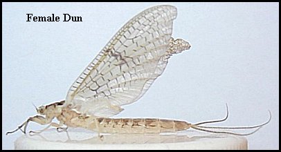 Aquatic insect, Ephemera varia, Yellow Drake, insect identification, upper, Delaware, river, fly fishing, identification, mayflies, caddisflies, stoneflies.