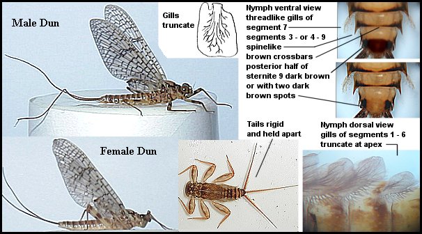 Aquatic insect, Stenonema vicarium, March Brown - Gray Fox, insect identification, upper, Delaware, river, fly fishing, identification, mayflies, caddisflies, stoneflies.