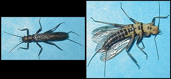 Aquatic insect, Isogenoides hansoni, Black Stone, insect identification, Delaware, river, fly fishing, identification, mayflies, caddisflies, stoneflies